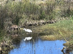 Egretta garzetta garzetta