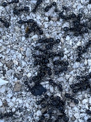 Veromessor pergandei