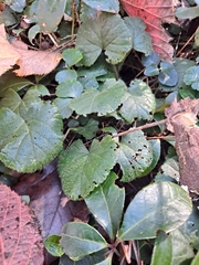 Rubus dalibarda