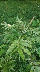 Bambusoideae