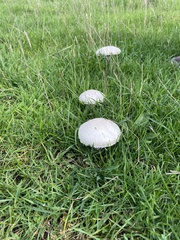 Saproamanita thiersii