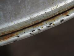 Dolichoderus thoracicus