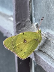 Colias harfordii
