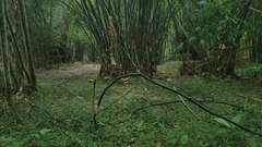 Bambusoideae