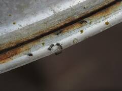 Dolichoderus thoracicus