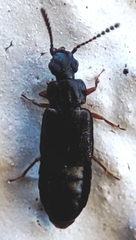 Staphylinidae