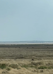 Alcelaphus buselaphus caama