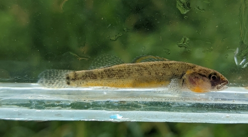 Paleback darter (Etheostoma pallididorsum) — Percidae — 4
