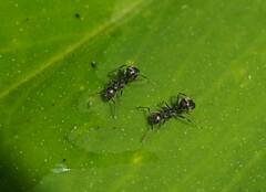 Dolichoderus thoracicus