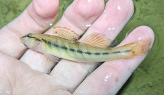 Etheostoma maydeni