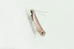 Battaristis nigratomella