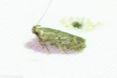 Hypatima