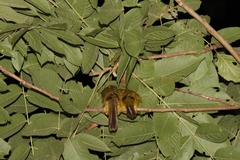 Rubigula flaviventris