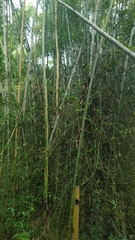 Bambusoideae