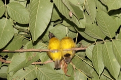Rubigula flaviventris