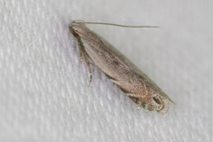 Battaristis nigratomella