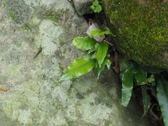 Leptochilus ellipticus