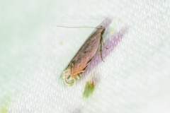 Battaristis nigratomella