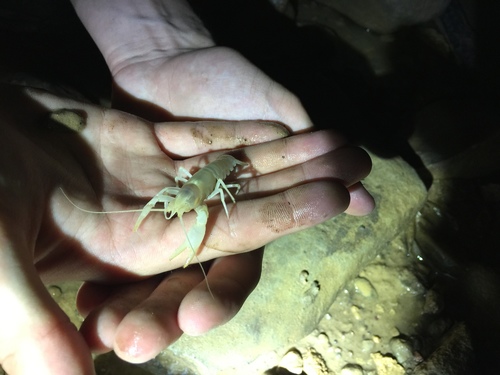 Southern Cave Crayfish
