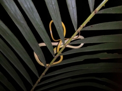 Dendrelaphis caudolineatus