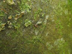 Epidaus sexspinus
