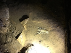 Orconectes australis