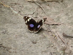 Junonia oenone