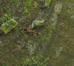 Epidaus sexspinus