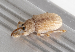 Lignyodes helvolus