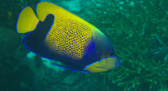 Pomacanthus navarchus