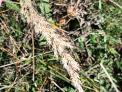 Calamagrostis epigejos