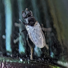 Sphaeroceridae