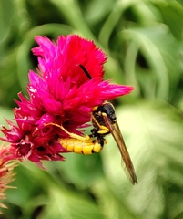 Philanthus triangulum