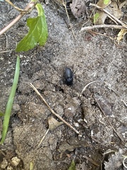 Pasimachus sublaevis