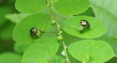 Eysarcoris guttigerus