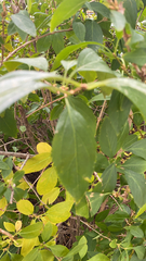 Forsythia × intermedia