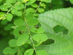 Eysarcoris guttigerus