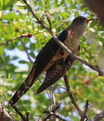 Cuculus solitarius