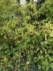 Phragmidium mucronatum