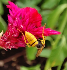 Philanthus triangulum