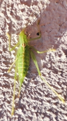 Meconema meridionale