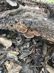 Fuscoporia