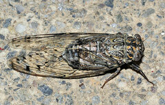 Cicada barbara lusitanica