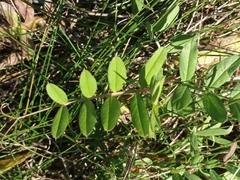 Vicia sativa