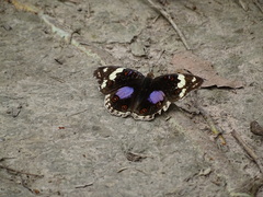 Junonia oenone
