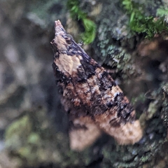 Platynota exasperatana