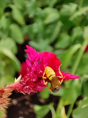 Philanthus triangulum