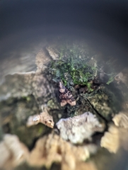 Platynota exasperatana