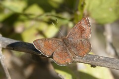 Calephelis arizonensis