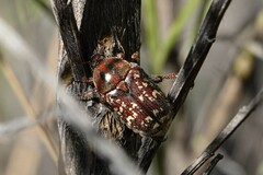 Euphoria leucographa